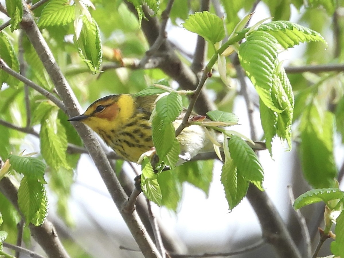 Cape May Warbler - Mary Russ