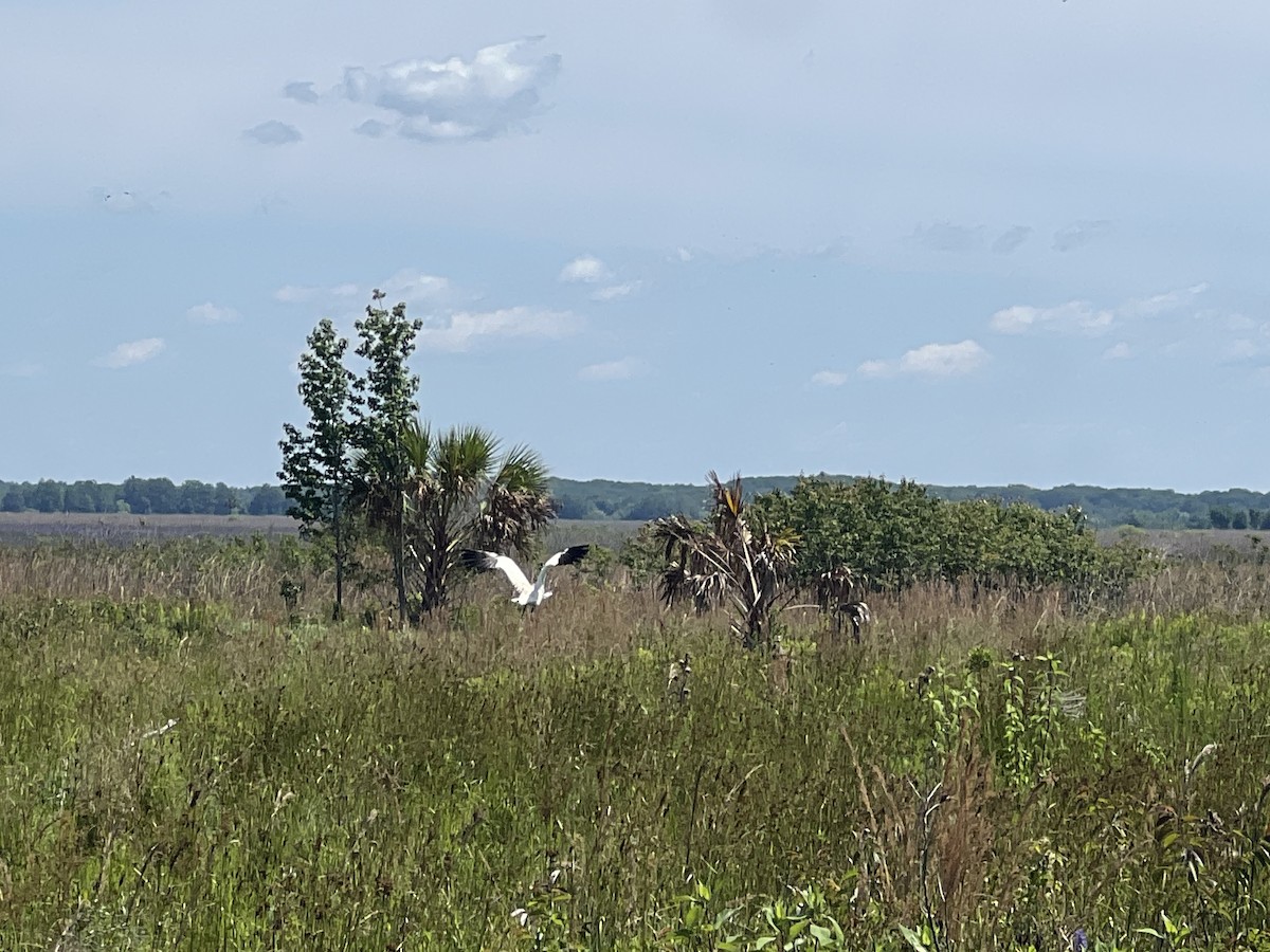 Whooping Crane - Kerrington Maner