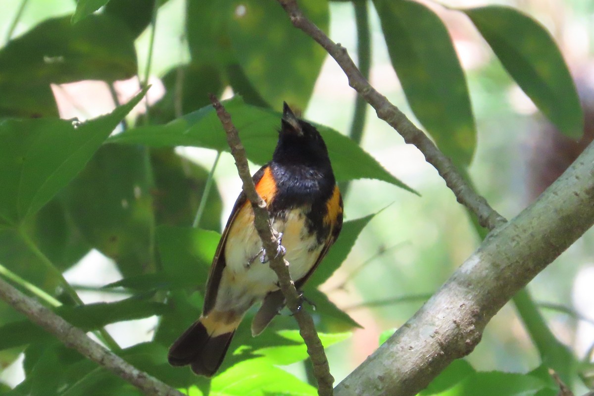 American Redstart - Kathy Hart