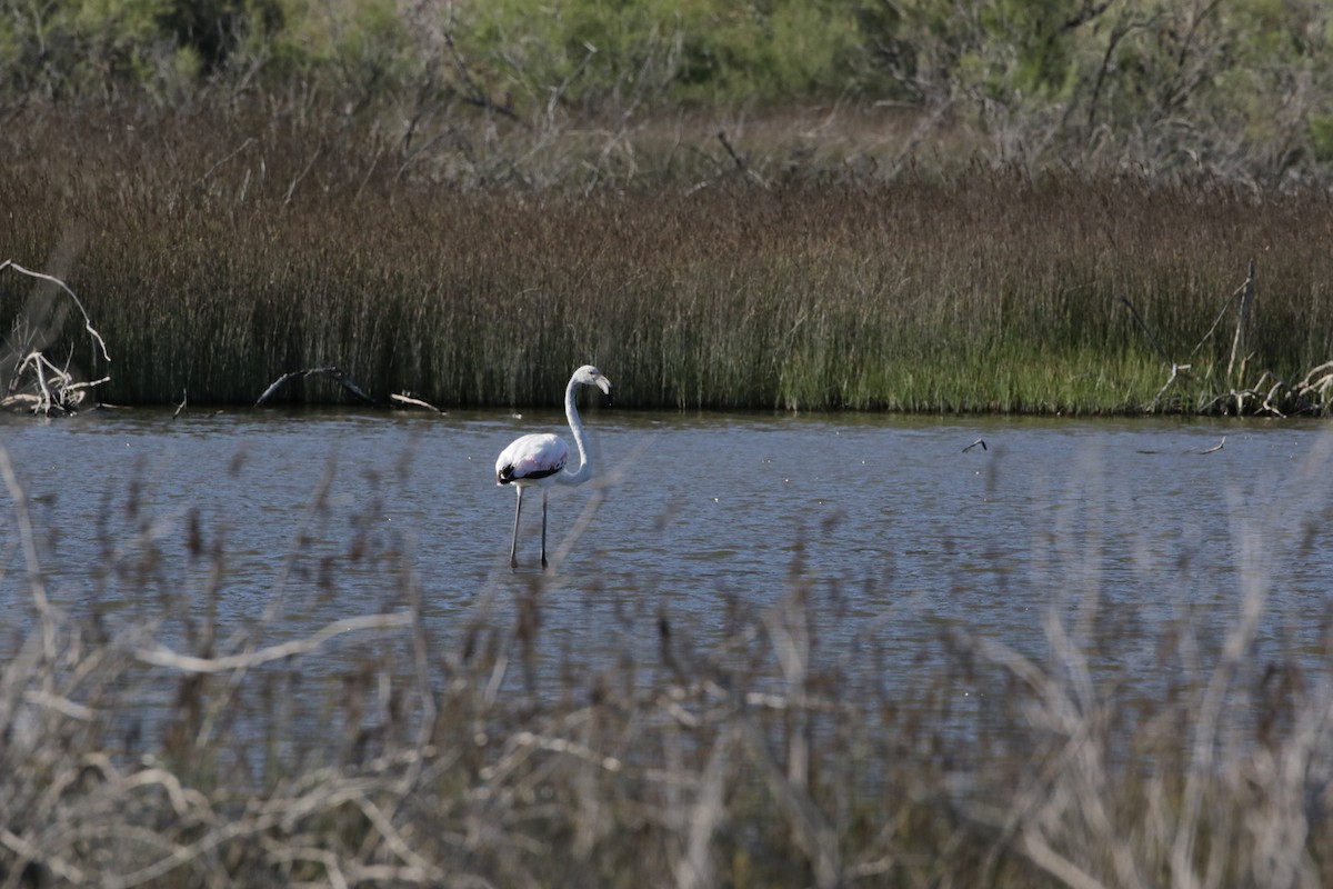 Flamant rose - ML618818791