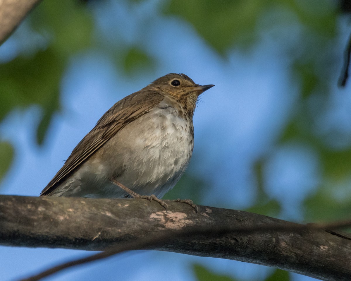 Swainson's Thrush - Karl Wirth