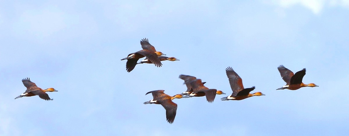 Fulvous Whistling-Duck - Glenn Blaser