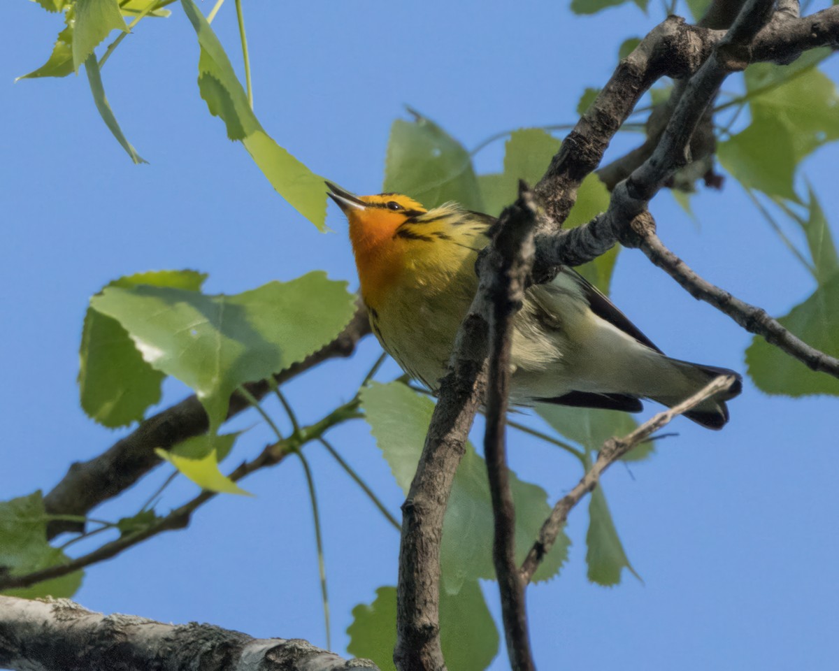 Blackburnian Warbler - Karl Wirth