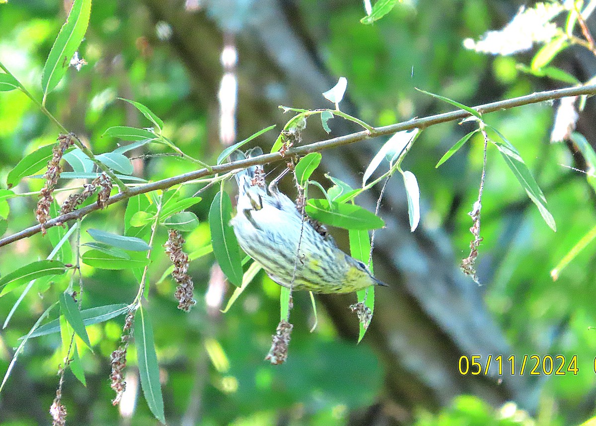 Cape May Warbler - kathy hart