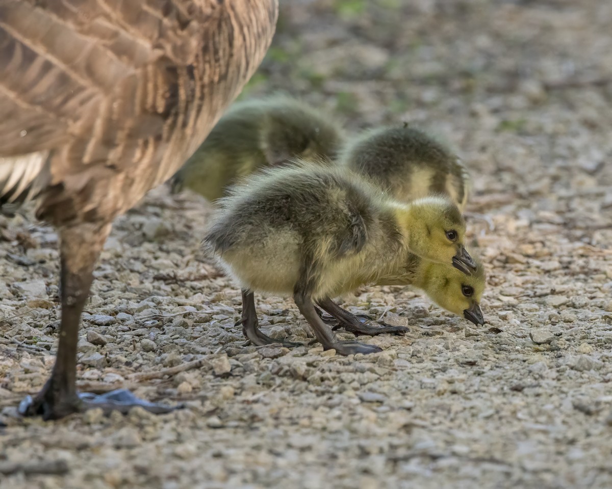 Canada Goose - Karl Wirth