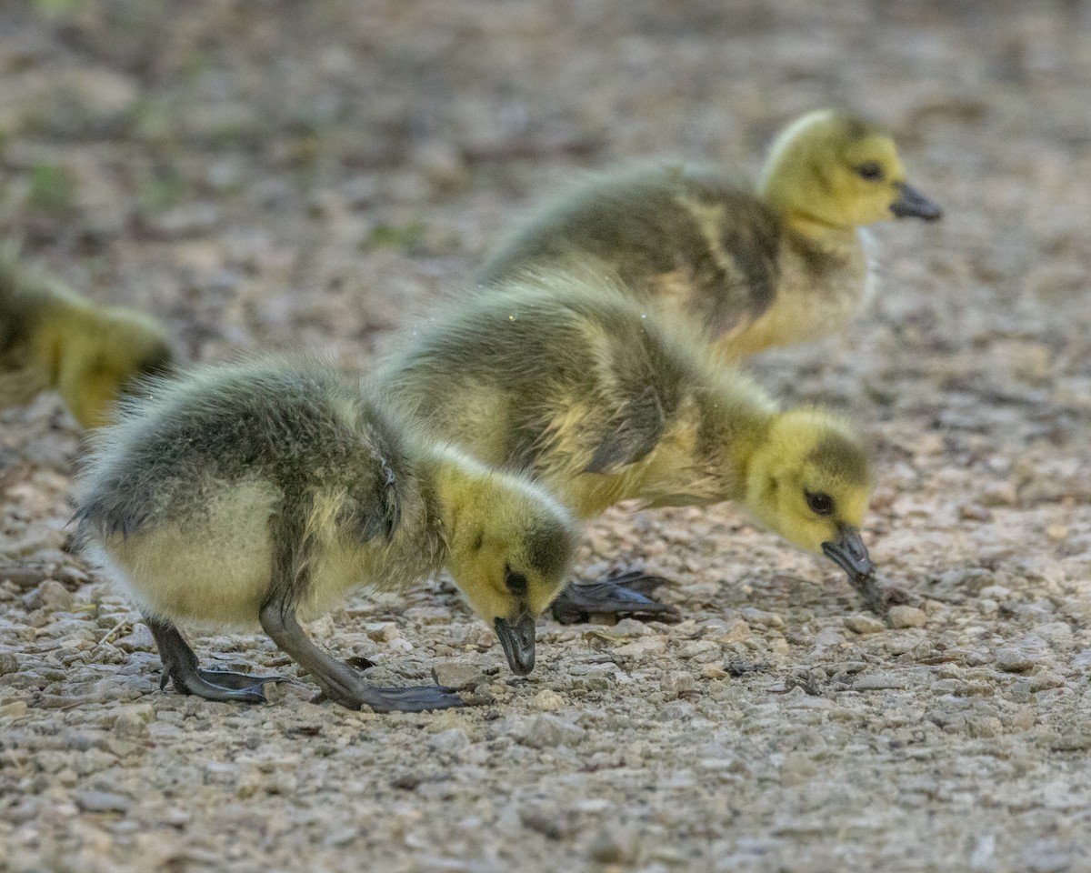 Canada Goose - Karl Wirth