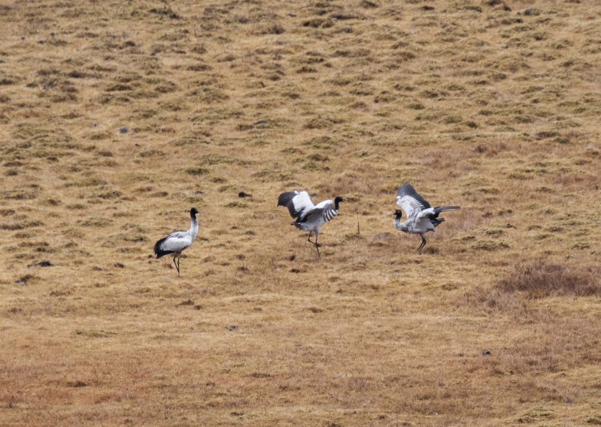 Black-necked Crane - ML618818823