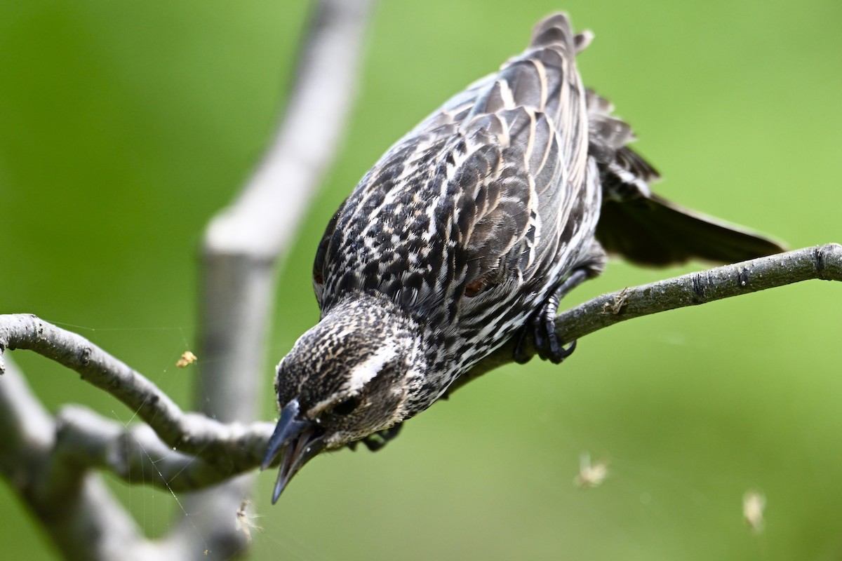 Red-winged Blackbird - Michele Carnerie