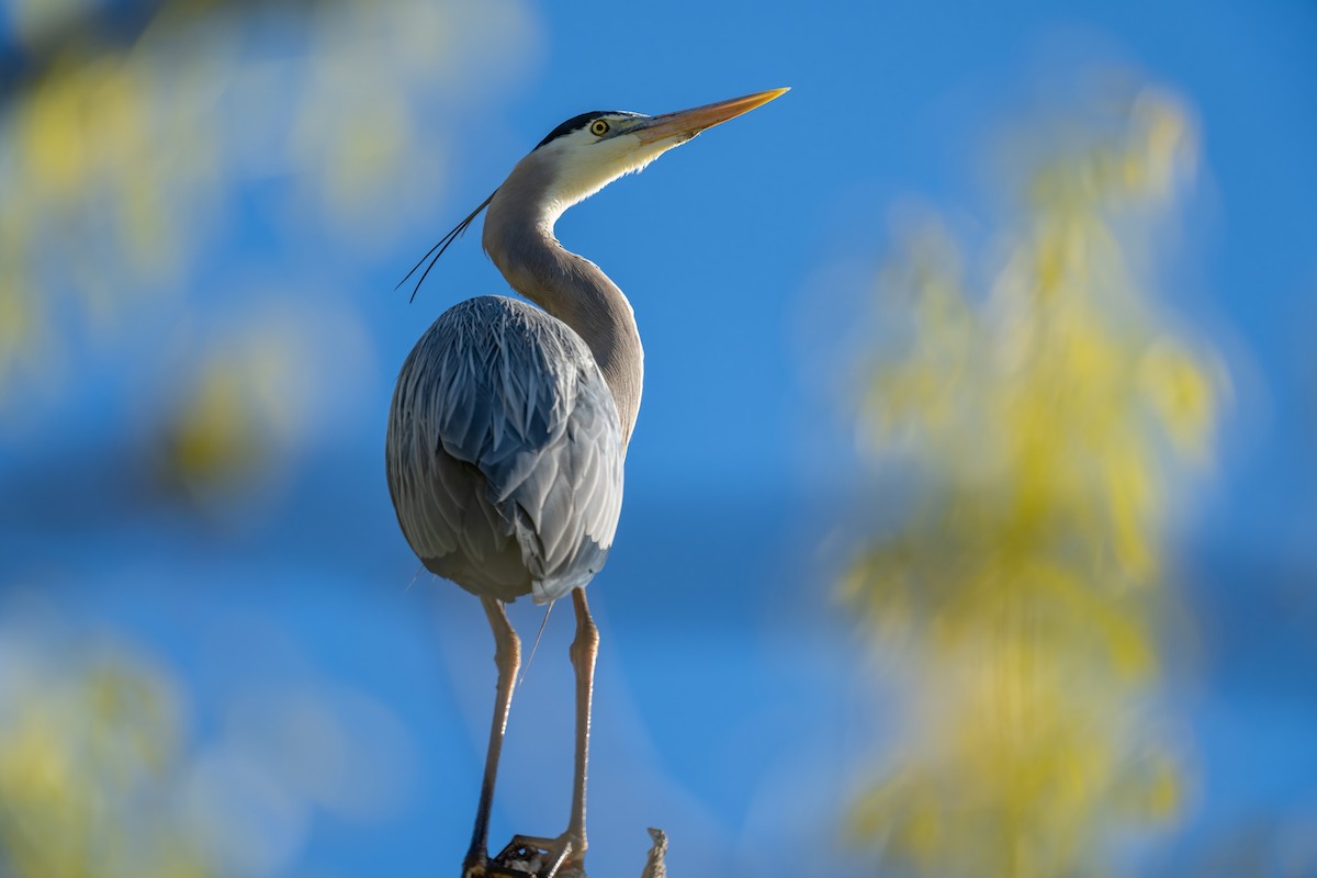 Great Blue Heron - Matthew Clark