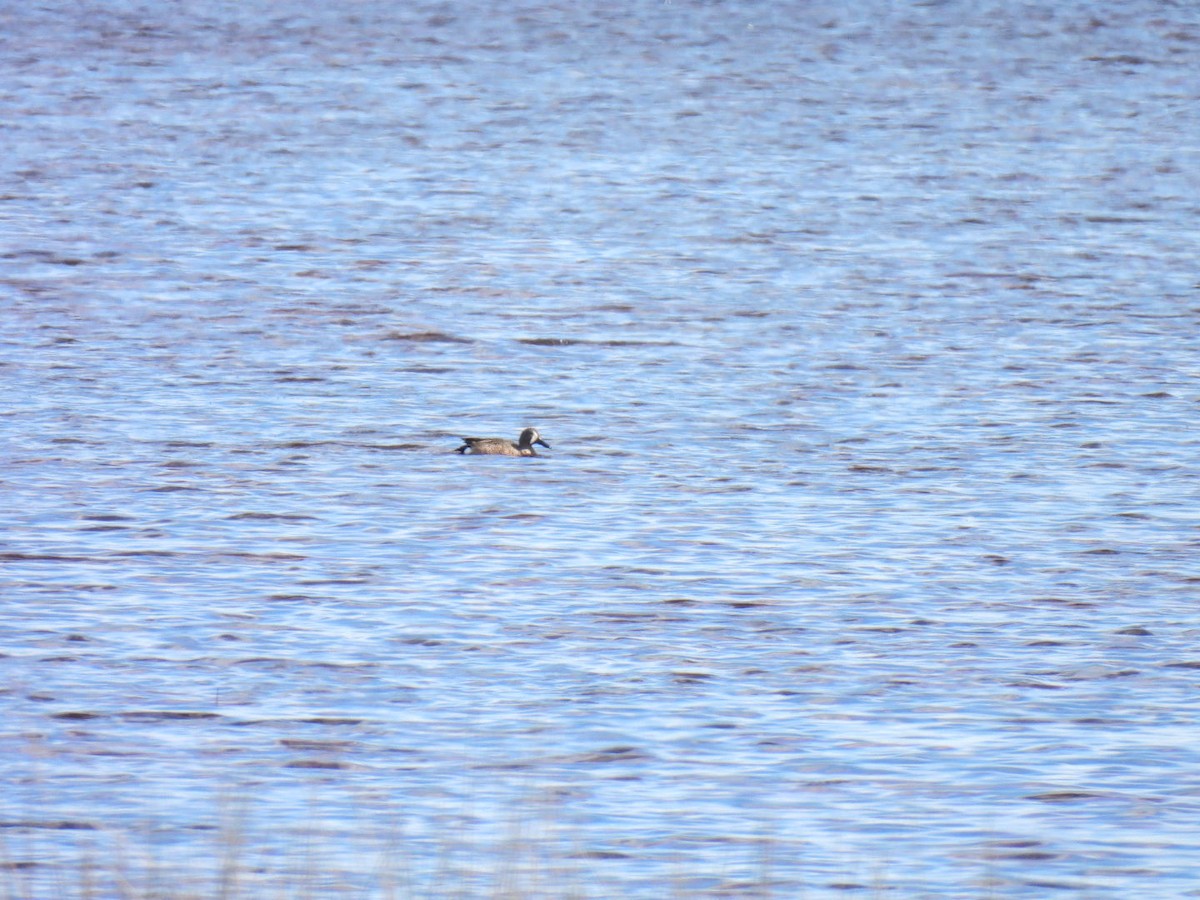 Blue-winged Teal - Allen Cumbia