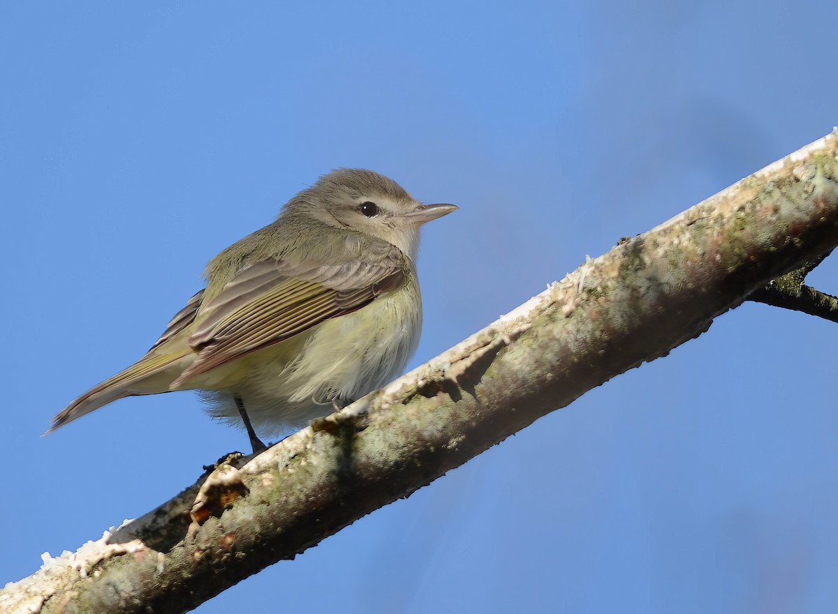 Warbling Vireo - Daniel Thibault