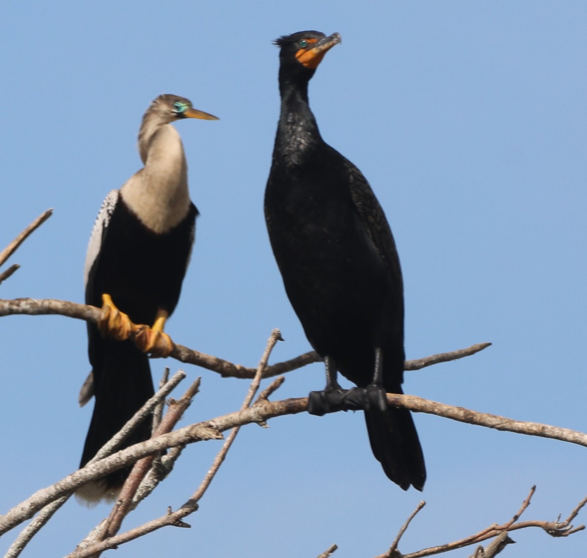 Anhinga - Glenn Blaser