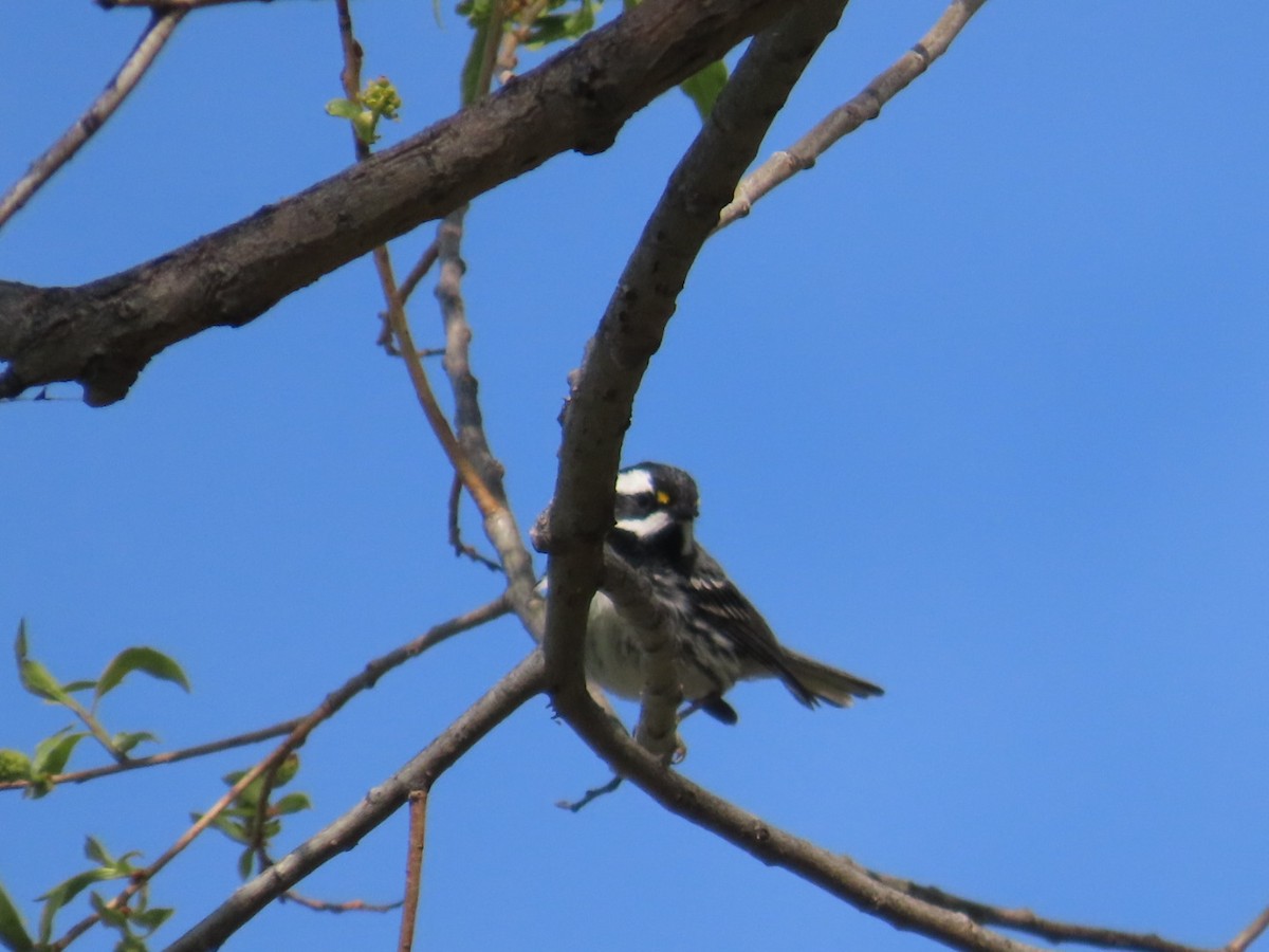 Black-throated Gray Warbler - Edward Raynor