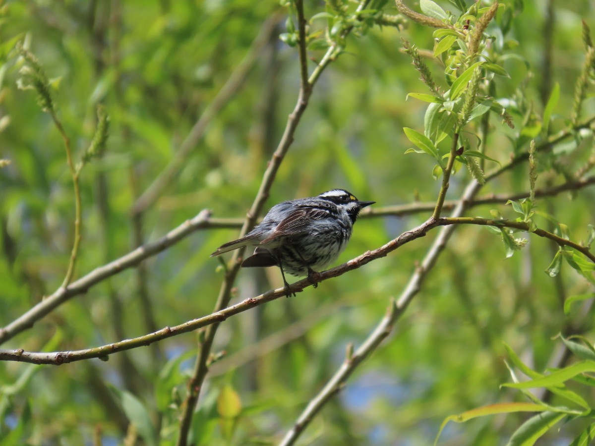 Black-throated Gray Warbler - Edward Raynor