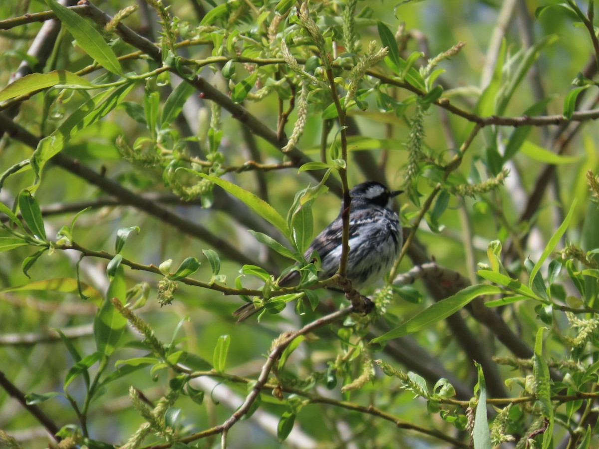 Black-throated Gray Warbler - Edward Raynor