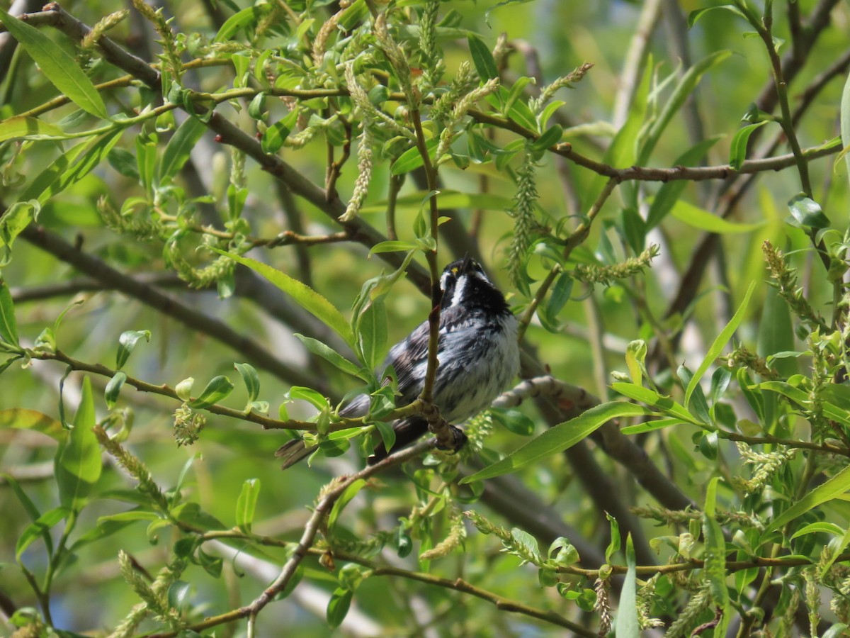 Black-throated Gray Warbler - Edward Raynor