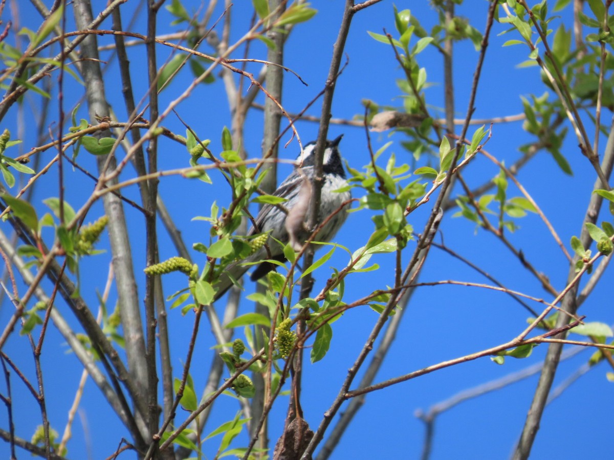 Black-throated Gray Warbler - Edward Raynor