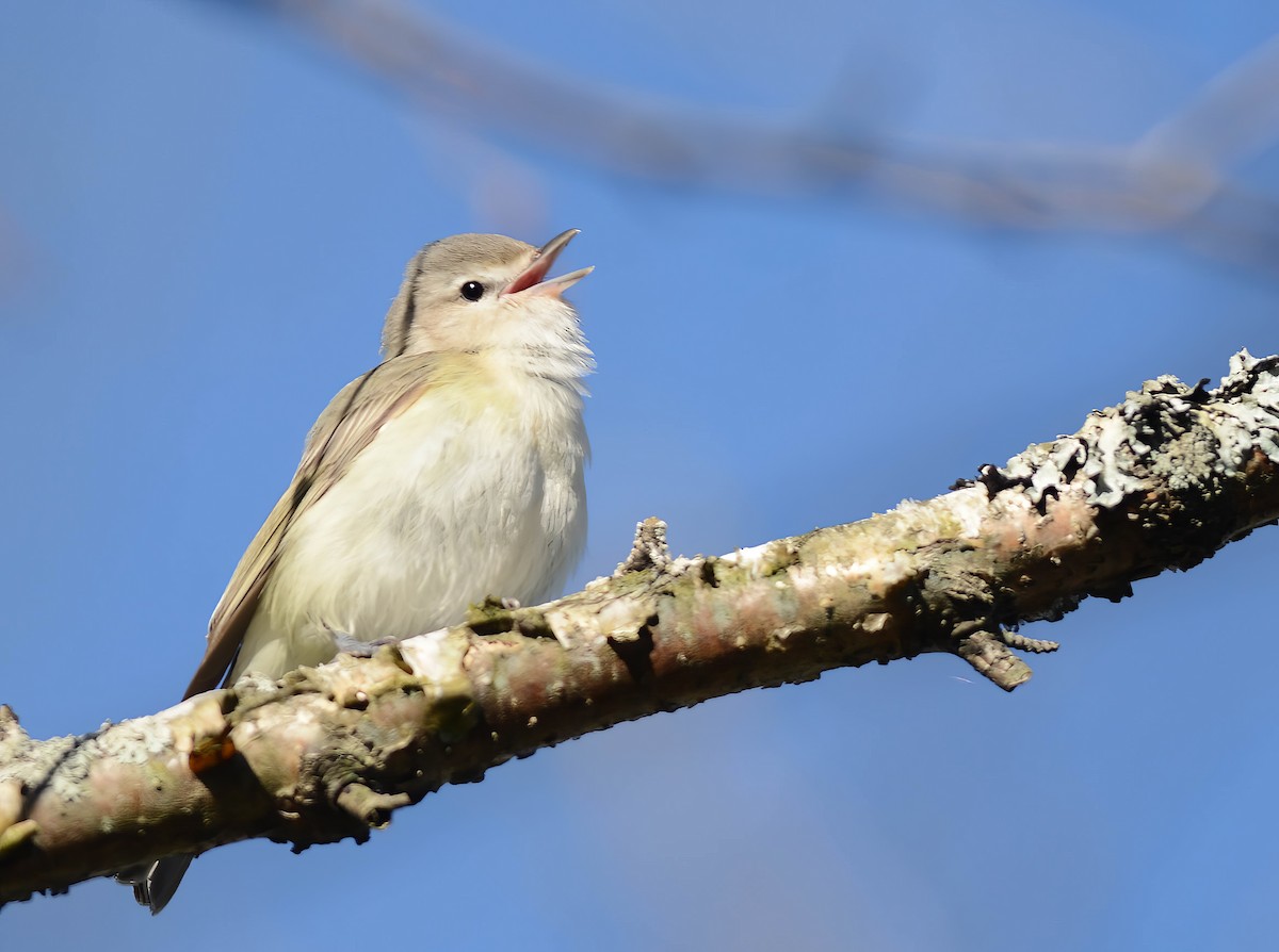 Warbling Vireo - Daniel Thibault