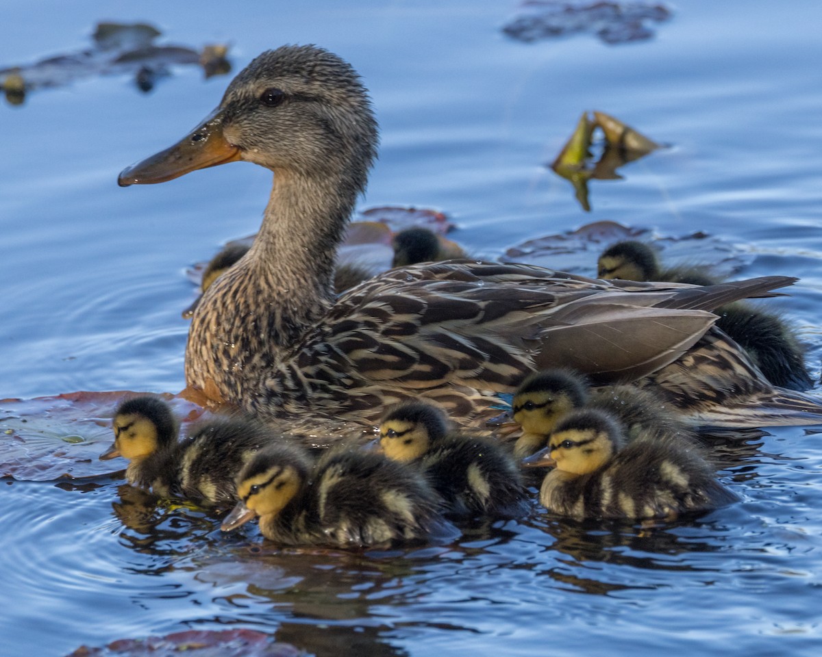 Mallard - Karl Wirth