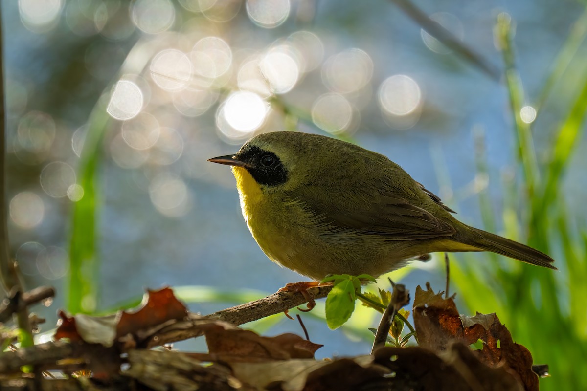 Common Yellowthroat - Matthew Clark