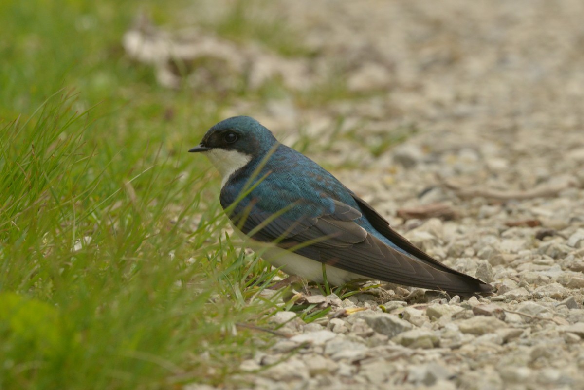 Tree Swallow - James Kamstra