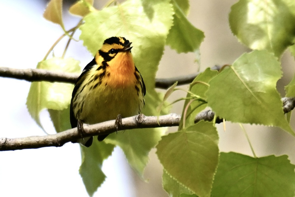 Blackburnian Warbler - Michele Carnerie