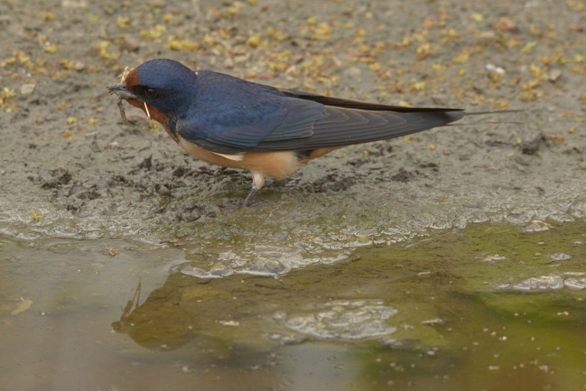 Barn Swallow - ML618818907