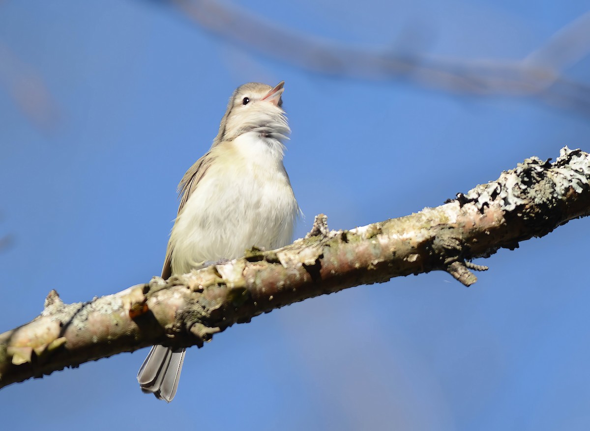 Warbling Vireo - Daniel Thibault