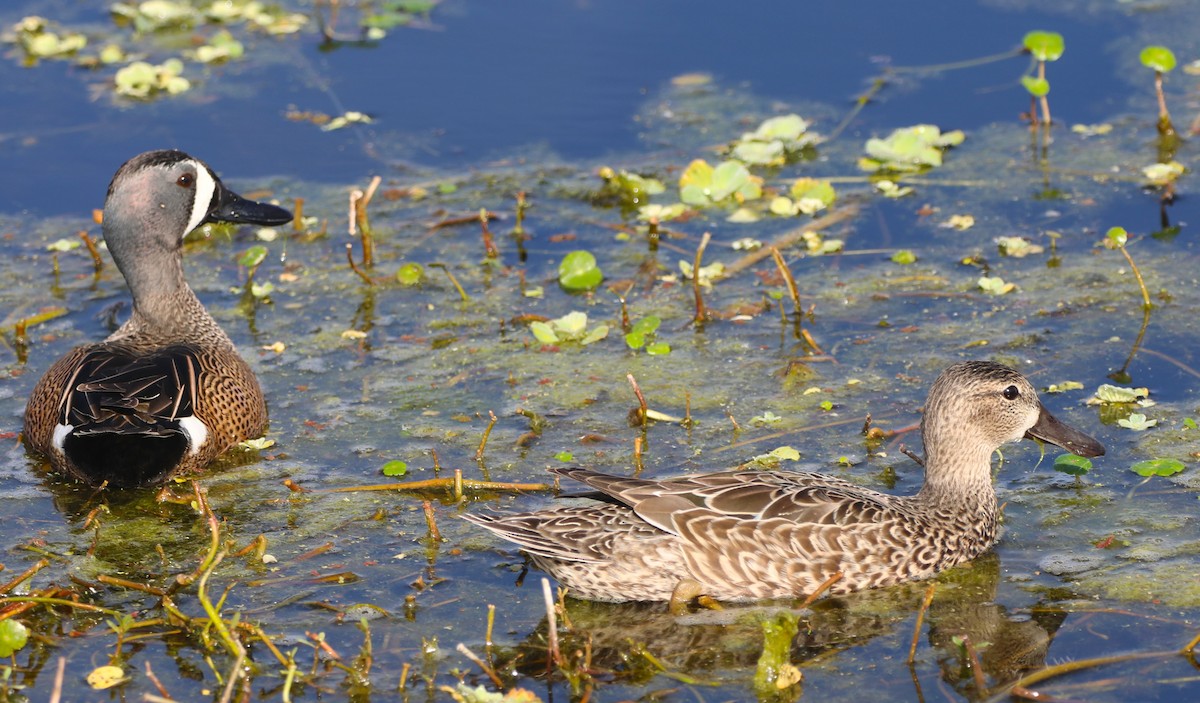 Blue-winged Teal - Glenn Blaser