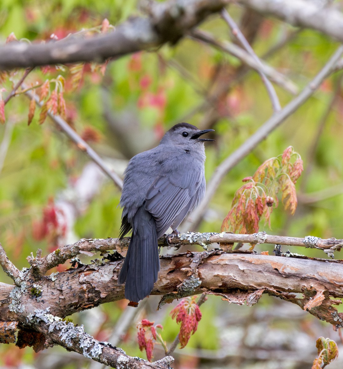 Gray Catbird - ML618818912