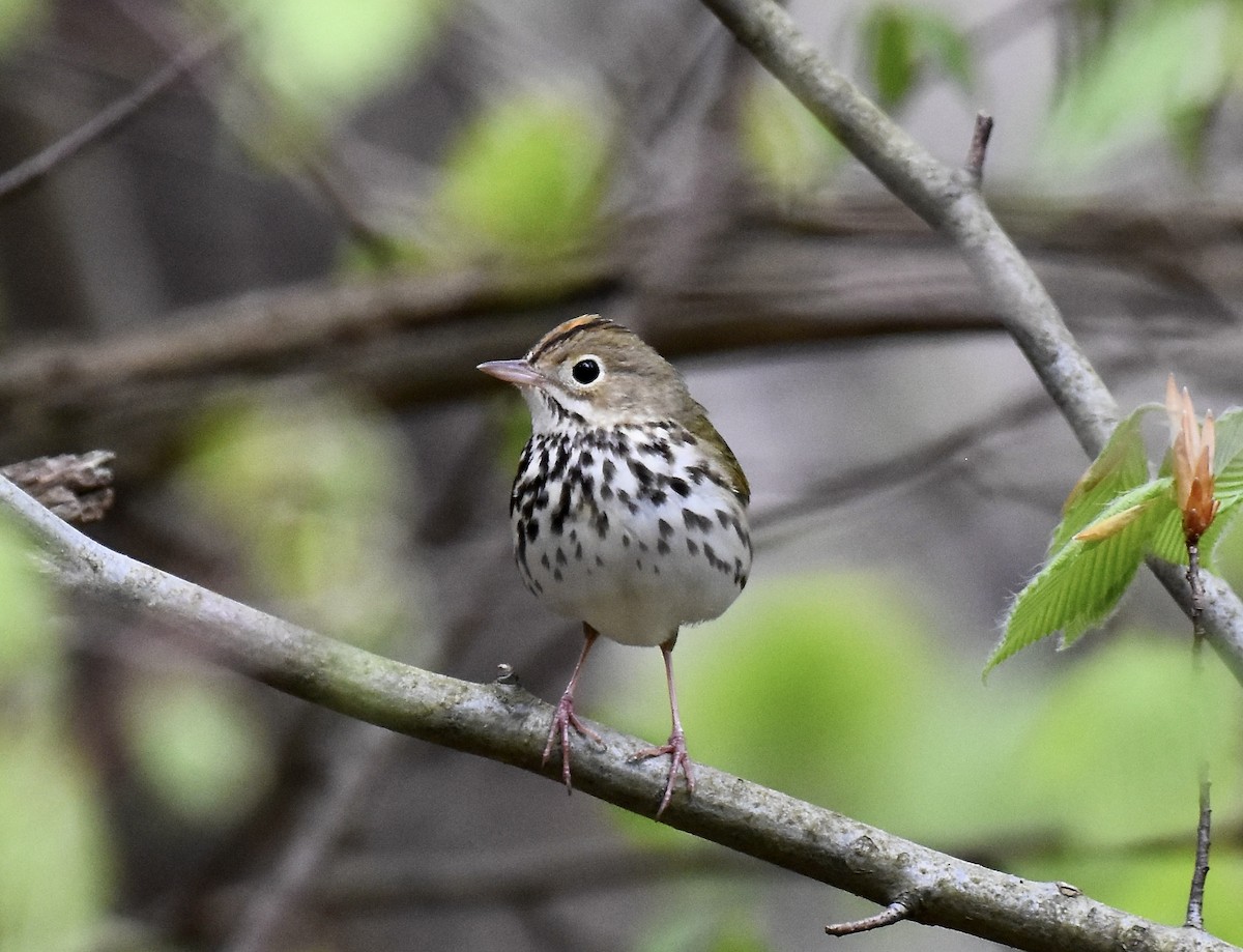 Ovenbird - Leanne Mortell