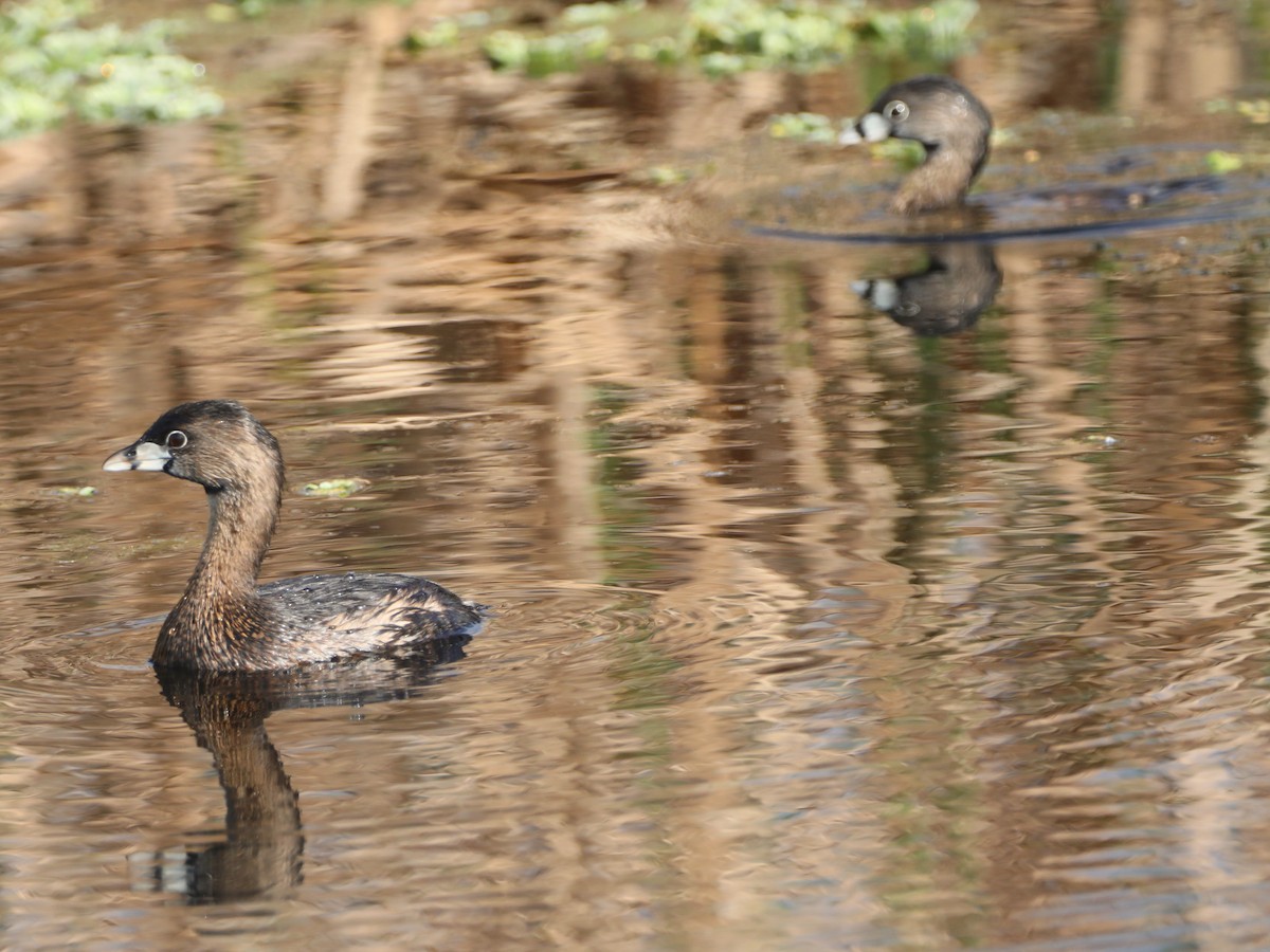 Pied-billed Grebe - Glenn Blaser