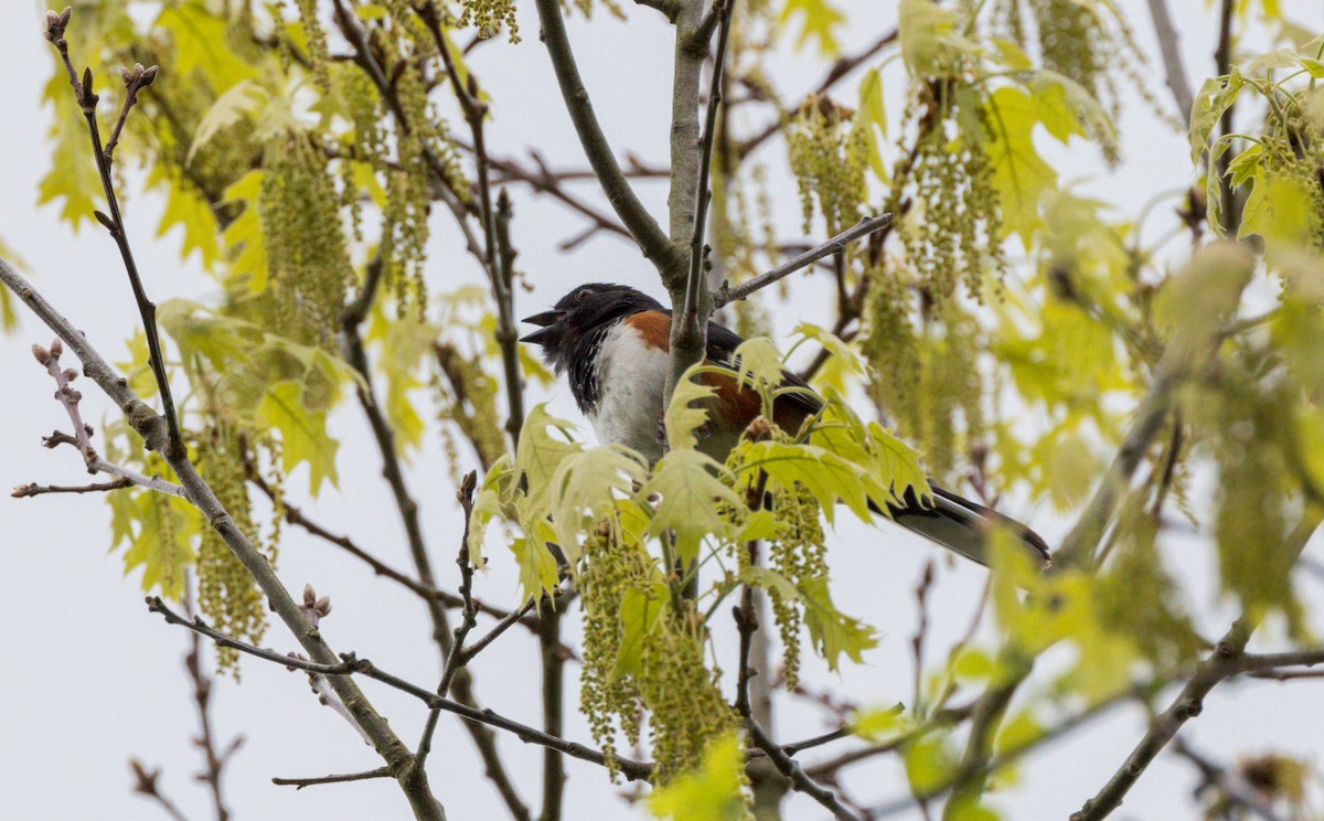 Eastern Towhee - ML618818916