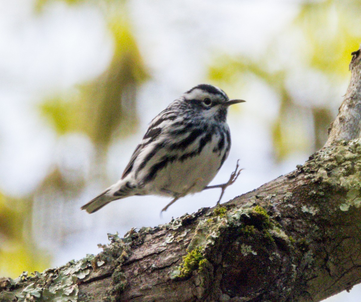 Black-and-white Warbler - ML618818922