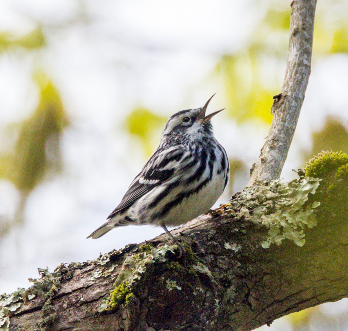 Black-and-white Warbler - Peter Galvin