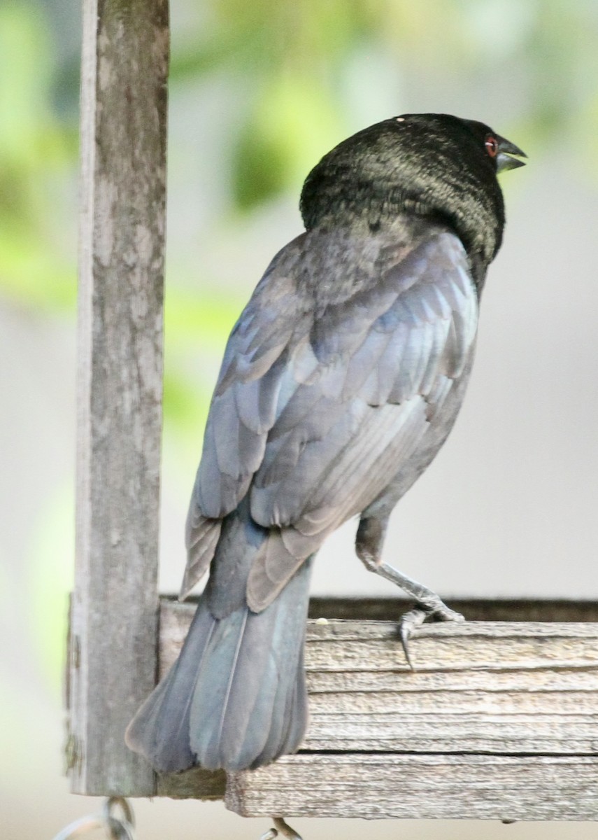 Bronzed Cowbird - William Matthews