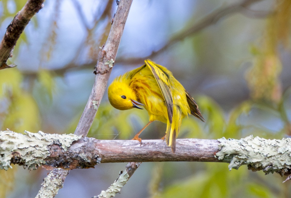 Yellow Warbler - ML618818966