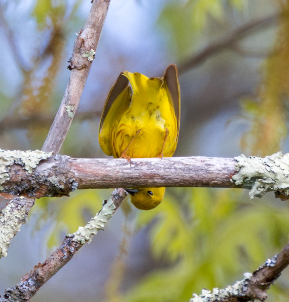 Yellow Warbler - ML618818967