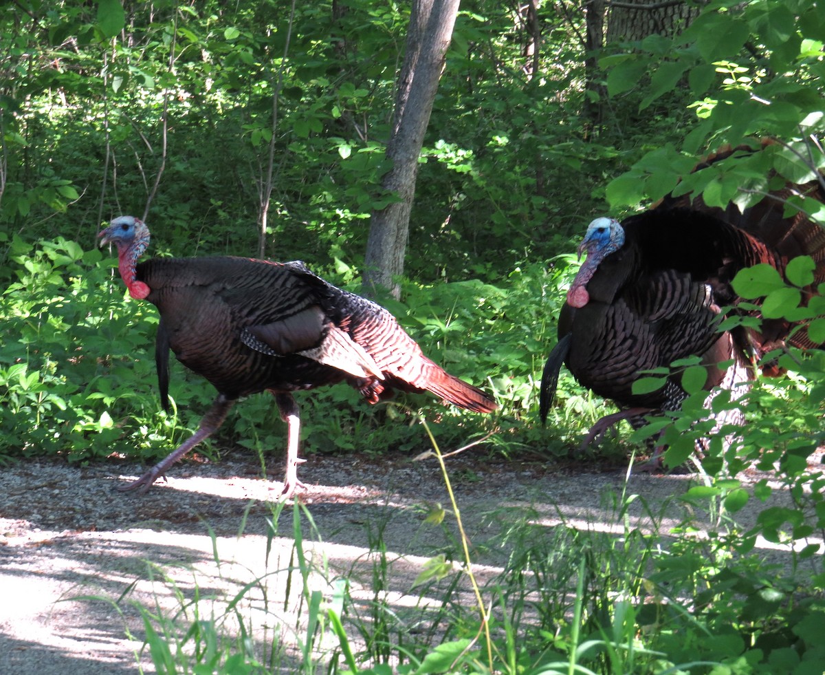 Wild Turkey - Lora Reynolds