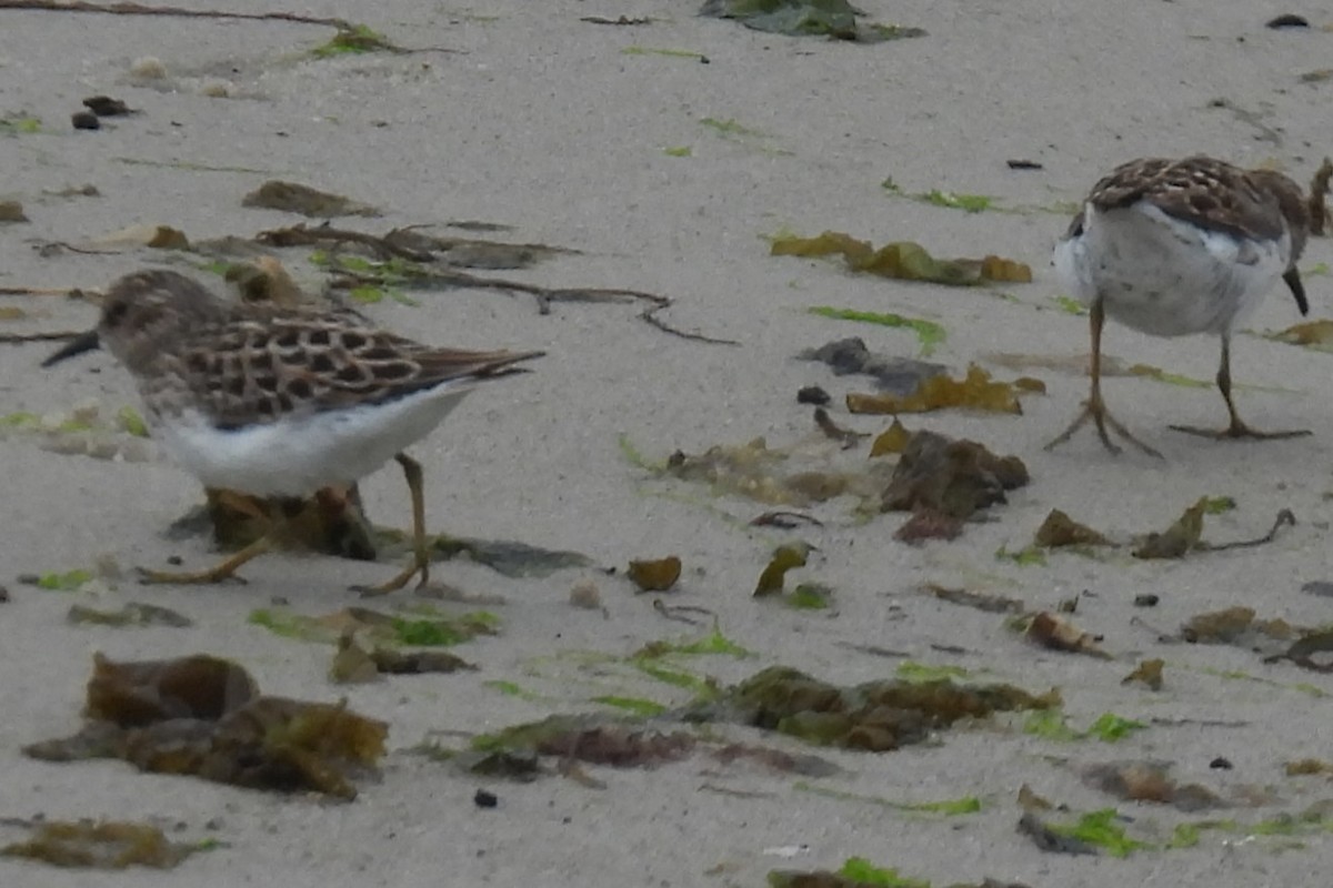 Least Sandpiper - Larry Gaugler