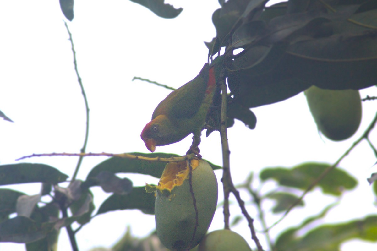 Sri Lanka Hanging-Parrot - Savin Perera