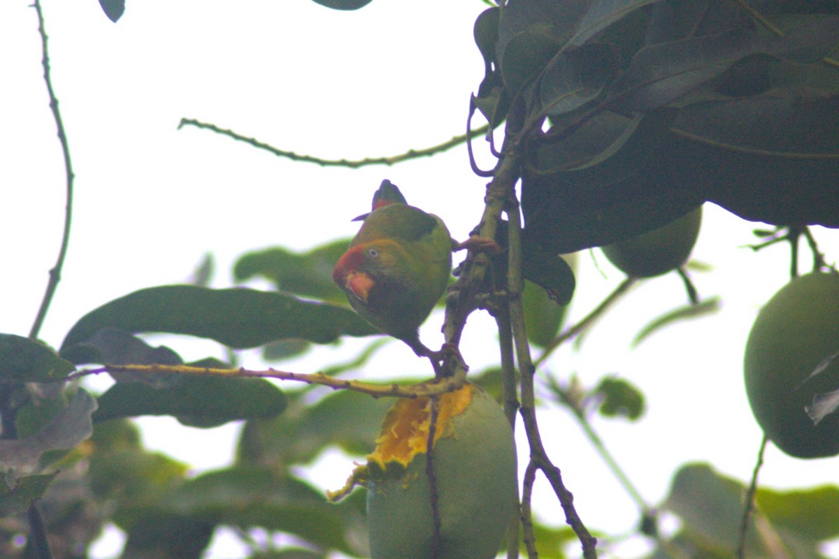 Sri Lanka Hanging-Parrot - Savin Perera