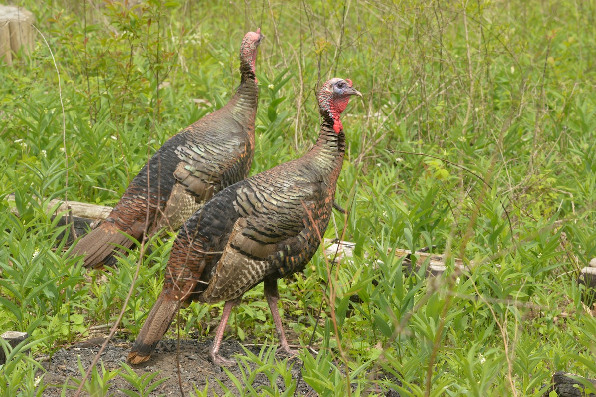 Wild Turkey - James Kamstra