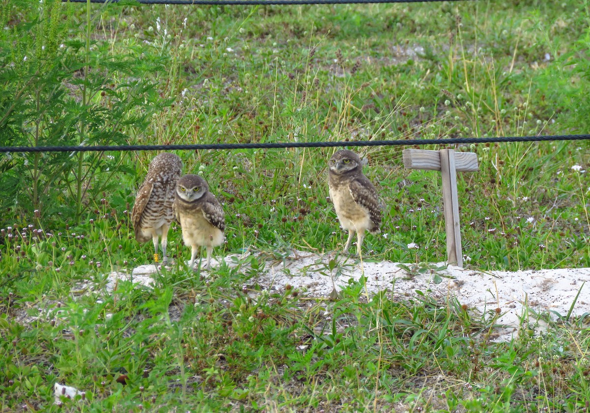 Burrowing Owl (Florida) - Anonymous