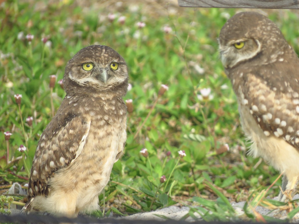 Burrowing Owl (Florida) - Anonymous