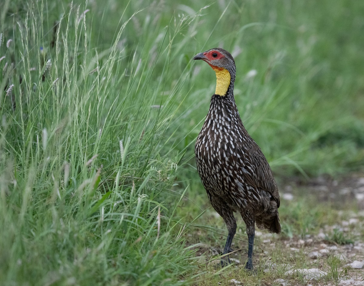 Francolin à cou jaune - ML618819033