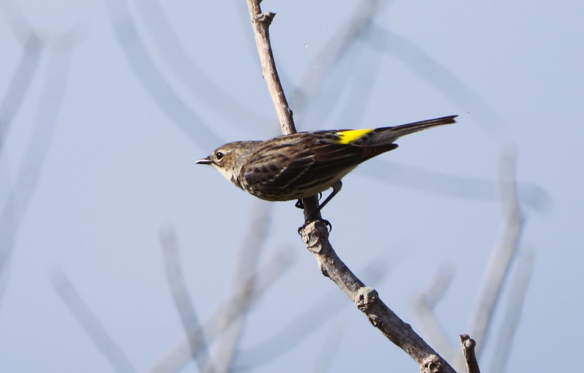 Yellow-rumped Warbler - Glenn Blaser