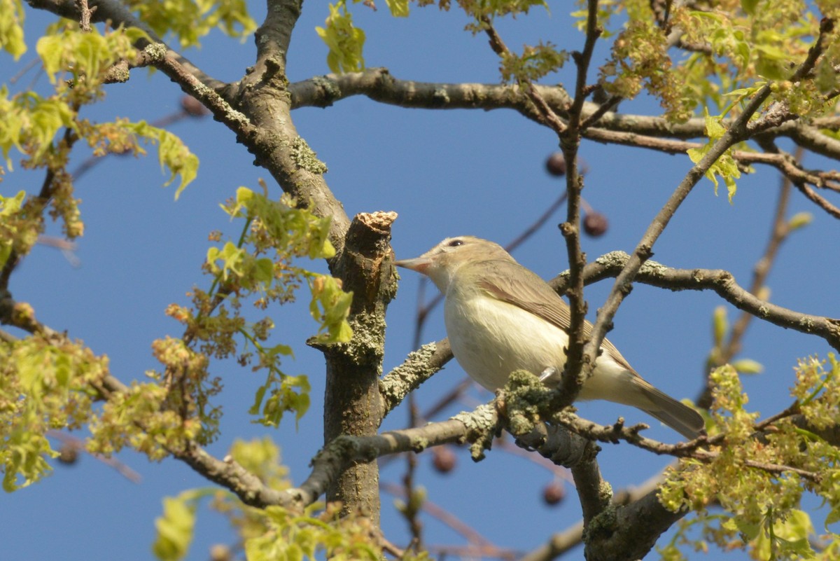 Warbling Vireo - James Kamstra