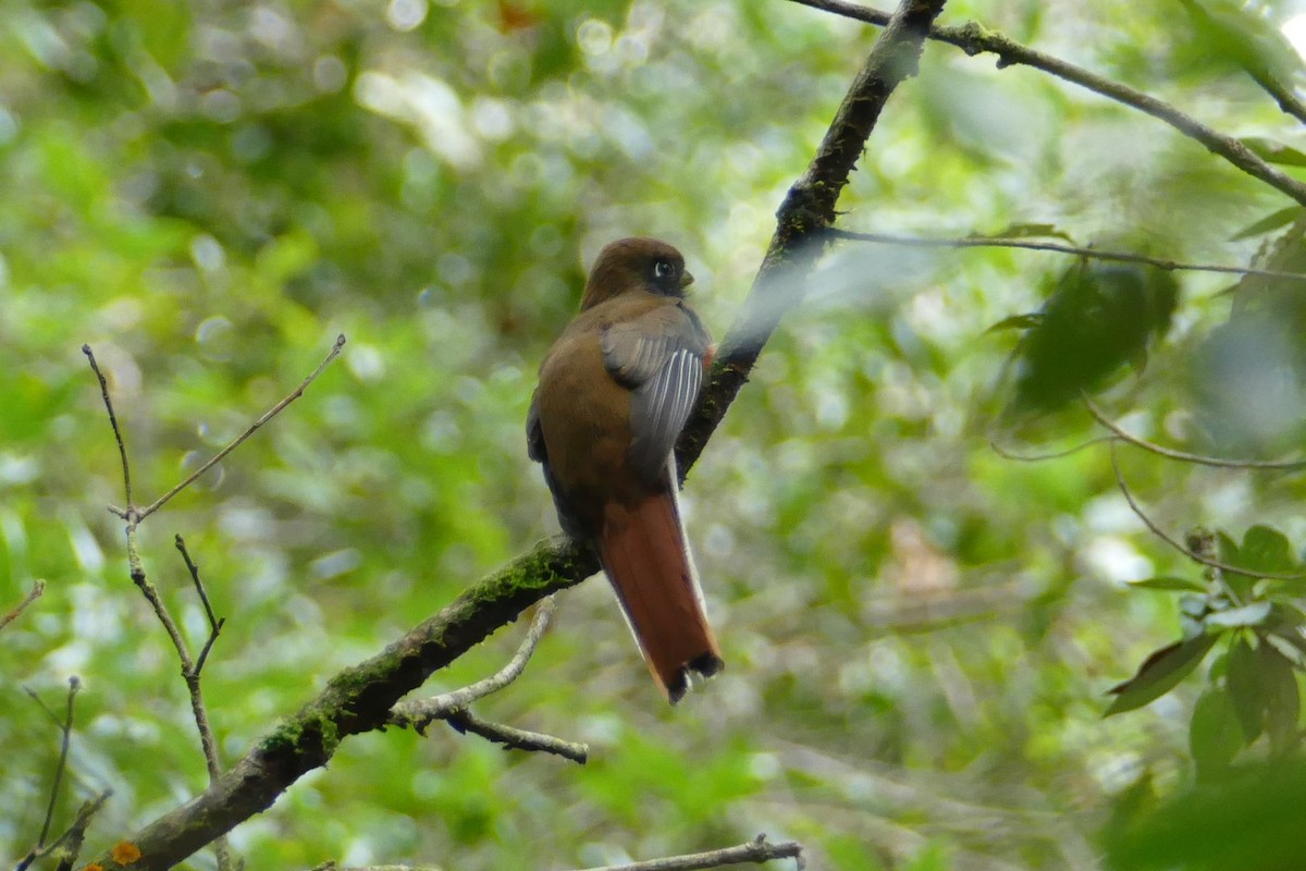 Collared Trogon - Alexander Koch