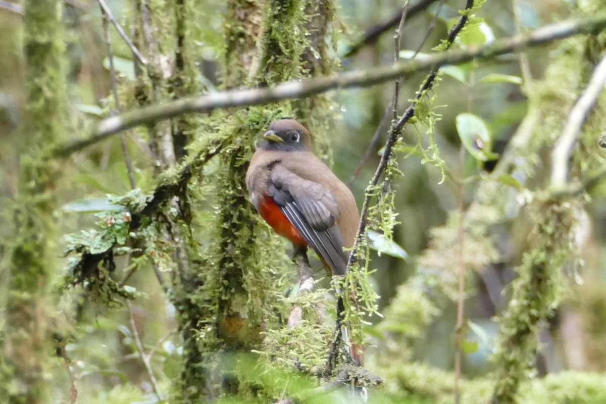 Collared Trogon - ML618819039